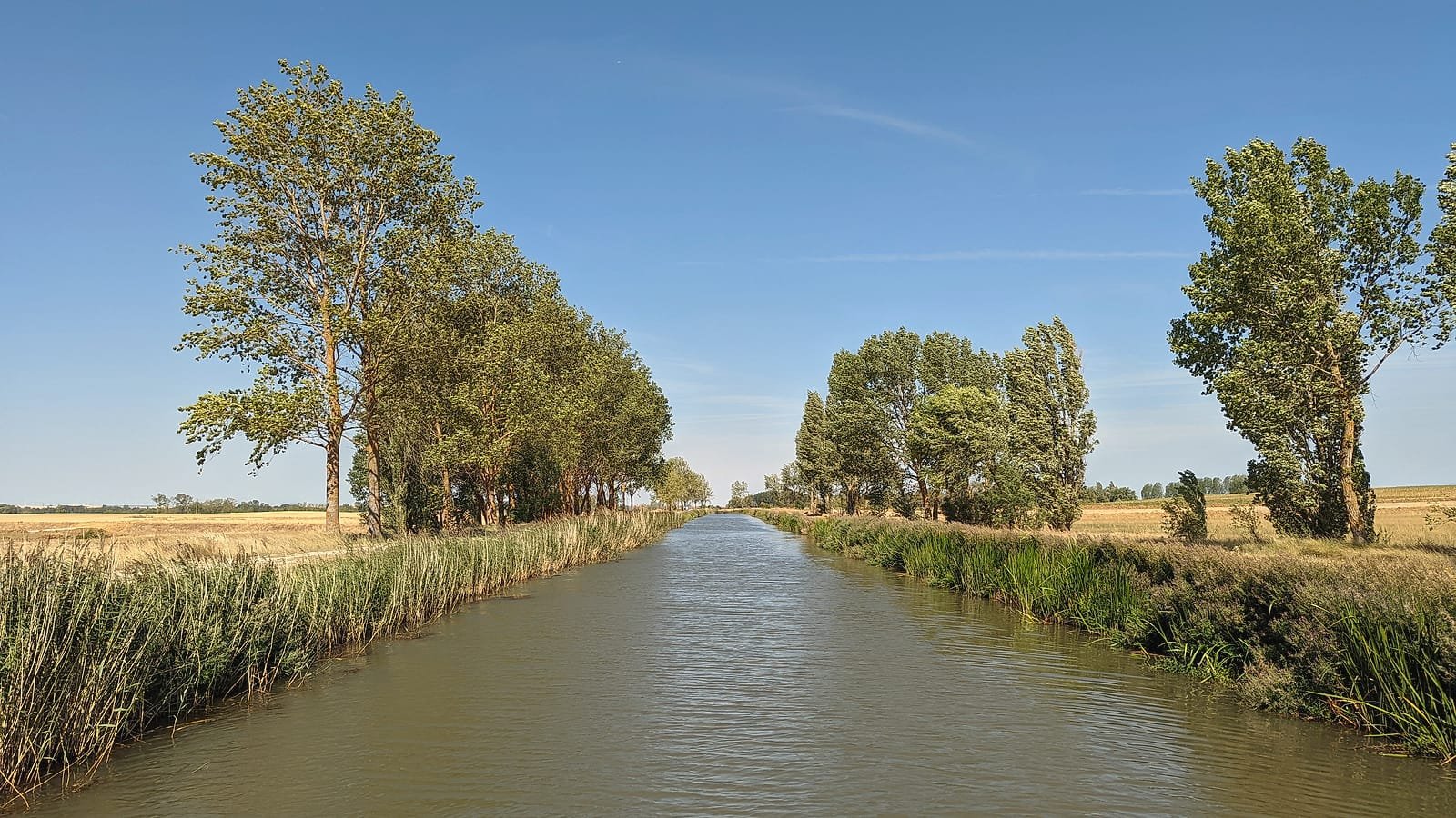 Canal de Castilla entre choupos e campos dourados em Frómista, etapa Castrojeriz – Frómista