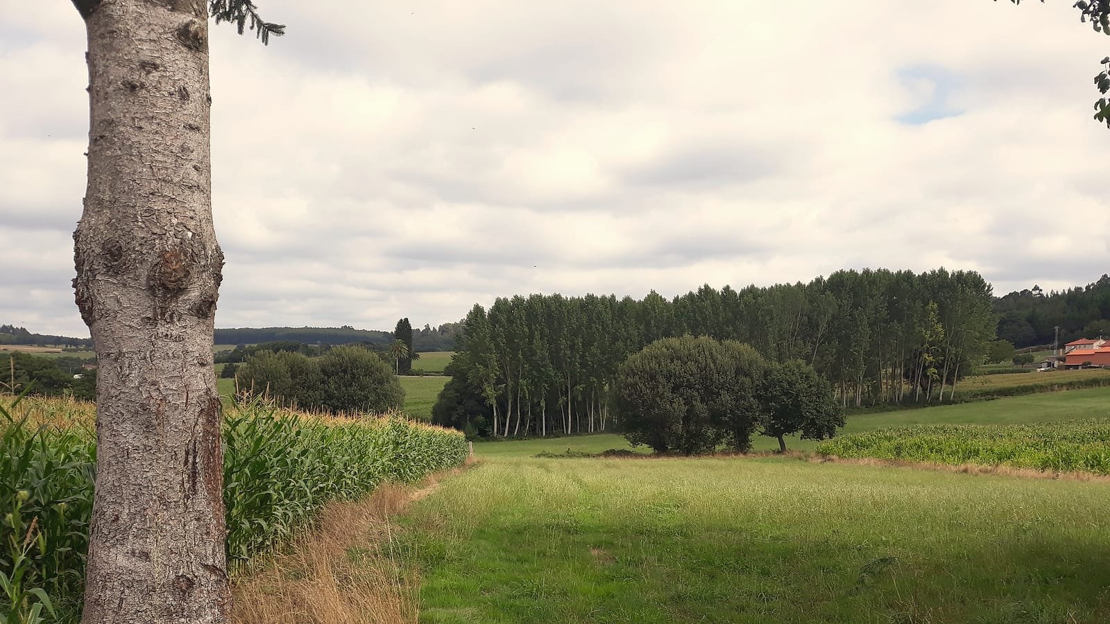 Caminho Francês em A Castañeda, Arzúa, etapa Palas de Rei – Arzúa