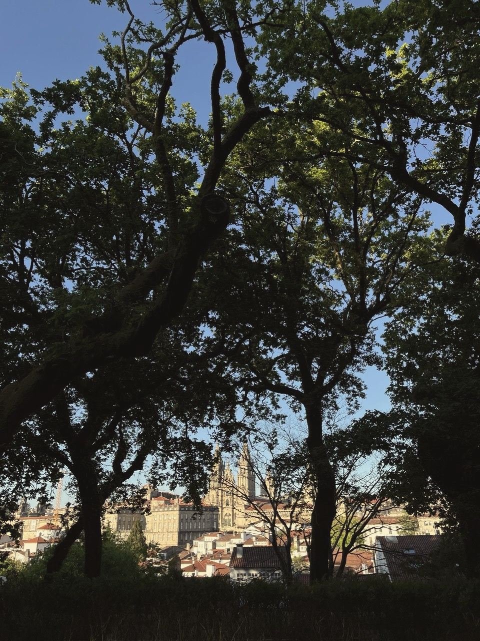 La catedral entre los robles de la Alameda